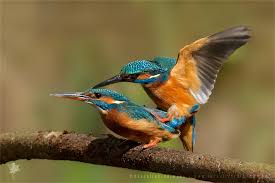Attēlu rezultāti vaicājumam “Alcedo atthis nest”