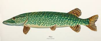 Image result for Esox lucius