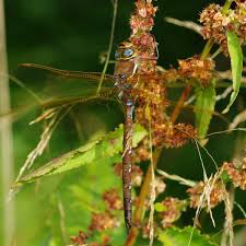 Attēlu rezultāti vaicājumam “Aeshna grandis”