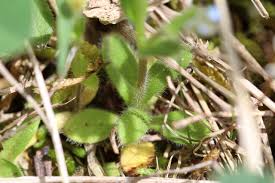 Attēlu rezultāti vaicājumam “Myosotis ramosissima”
