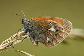 Attēlu rezultāti vaicājumam “Coenonympha glycerion”