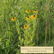 Attēlu rezultāti vaicājumam “Rudbeckia hirta var. hirta”