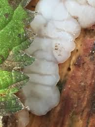 Attēlu rezultāti vaicājumam “Exidia thuretiana”