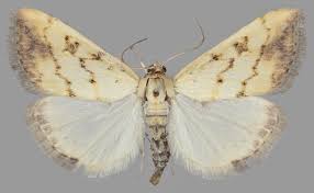 Attēlu rezultāti vaicājumam “Evergestis extimalis”