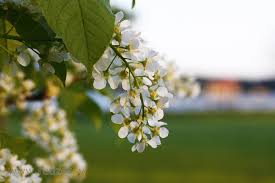 Attēlu rezultāti vaicājumam “Prunus padus var. roseiflora flower”