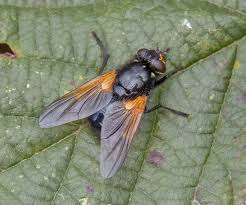 Attēlu rezultāti vaicājumam “Mesembrina meridiana”