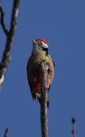 Attēlu rezultāti vaicājumam “Dendrocopos medius adult”