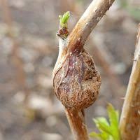 Attēlu rezultāti vaicājumam “Lasioptera rubi larva”