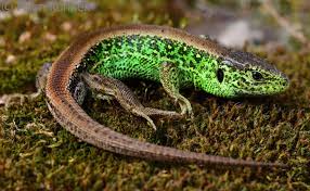 Attēlu rezultāti vaicājumam “Lacerta agilis”