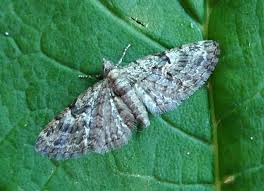 Attēlu rezultāti vaicājumam “Eupithecia pusillata”