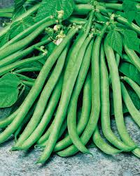 Image result for Buschbohnen