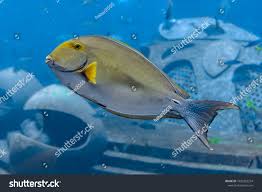 Image result for Acanthurus xanthopterus