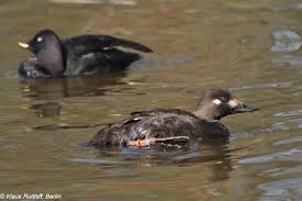 Attēlu rezultāti vaicājumam “Melanitta fusca”