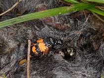 Attēlu rezultāti vaicājumam “Poecilochirus sp.”