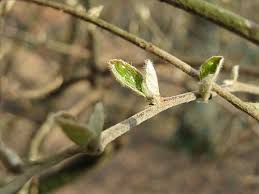 Attēlu rezultāti vaicājumam “Lonicera xylosteum bud”