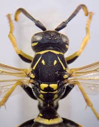 Attēlu rezultāti vaicājumam “Polistes nimpha”