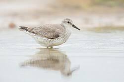 Attēlu rezultāti vaicājumam “Calidris canutus adult”