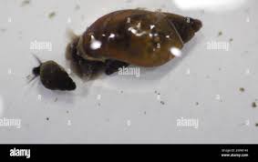 Attēlu rezultāti vaicājumam “Lymnaeidae”