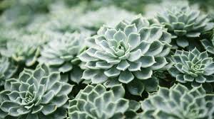 Image result for echtes Hauswurz