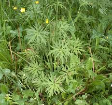 Attēlu rezultāti vaicājumam “Ranunculus acris”