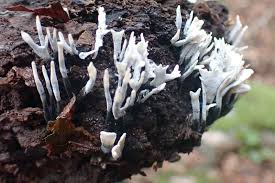 Attēlu rezultāti vaicājumam “Xylaria hypoxylon”