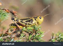 Attēlu rezultāti vaicājumam “Podisma pedestris”