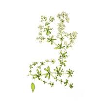 Attēlu rezultāti vaicājumam “Galium album leaf”