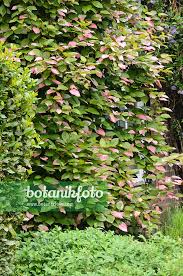 Attēlu rezultāti vaicājumam “Actinidia kolomikta”