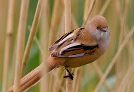 Attēlu rezultāti vaicājumam “Panurus biarmicus female”