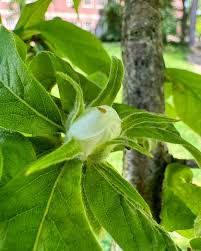 Attēlu rezultāti vaicājumam “Mespilus germanica leaf”