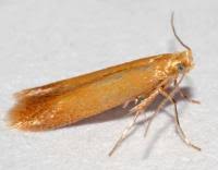 Attēlu rezultāti vaicājumam “Tischeria ekebladella”