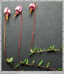 Attēlu rezultāti vaicājumam “Oxycoccus microcarpus”