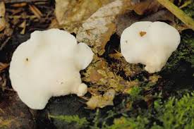 Attēlu rezultāti vaicājumam “Tyromyces chioneus”