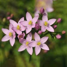Attēlu rezultāti vaicājumam “Centaurium erythraea flower”
