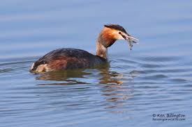 Attēlu rezultāti vaicājumam “Podiceps cristatus”