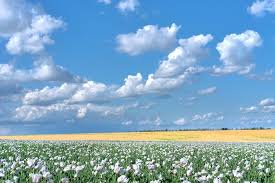 Image result for Papaver somniferum White Cloud