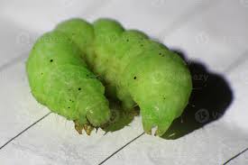 Attēlu rezultāti vaicājumam “Phlogophora meticulosa”