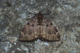 Attēlu rezultāti vaicājumam “Triphosa dubitata”