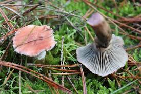 Attēlu rezultāti vaicājumam “Gomphidius roseus”