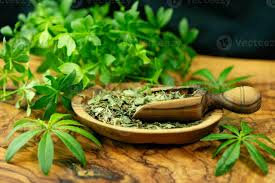 Attēlu rezultāti vaicājumam “Galium odoratum leaf”