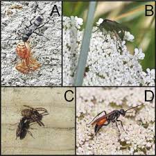 Attēlu rezultāti vaicājumam “Pompilidae”