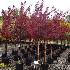 Attēlu rezultāti vaicājumam “Prunus cerasifera”