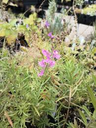 Attēlu rezultāti vaicājumam “Linaria loeselii bud”