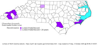 Attēlu rezultāti vaicājumam “Chaenotheca brunneola”