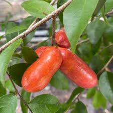 Attēlu rezultāti vaicājumam “Silene otites fruit”