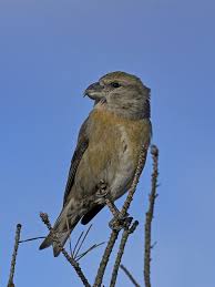 Attēlu rezultāti vaicājumam “Loxia pytyopsittacus”