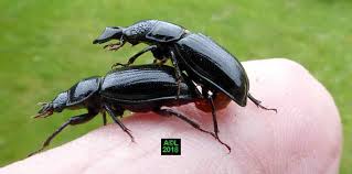 Attēlu rezultāti vaicājumam “Ceruchus chrysomelinus”