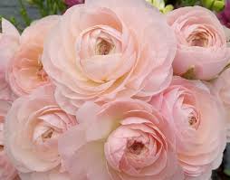 Attēlu rezultāti vaicājumam “Ranunculus mendax flower”