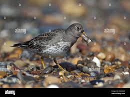 Attēlu rezultāti vaicājumam “Calidris maritima adult”
