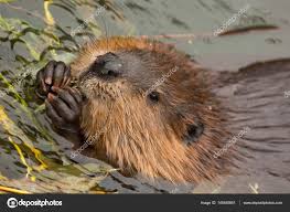 Image result for Castor fiber